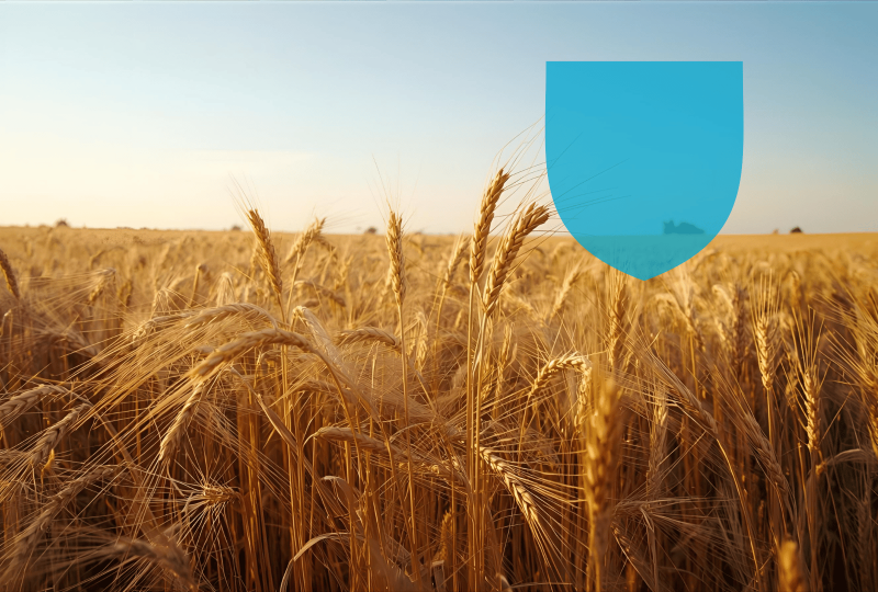 Champ de blé pour une multirisque industrielle